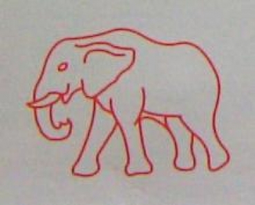 Wild Animals