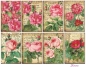 Preview: Decorer Roses Paper Pack
