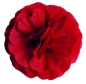 Preview: Flowerz Brilliant Begonias Red