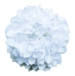 Preview: Flowerz Chic Chrysanthemums / Chrysantheme White