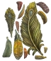 Preview: Stamperia A5 Silicon Mould Masquerade Feathers