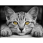 Preview: Artibalta AZ-1807 - Diamond Painting Yellow Eyed Kitten