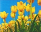 Preview: Craft Buddy CAK-A89 Framed Crystal Art Holzrahmen Tulips