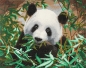 Preview: Craft Buddy CAK-A90 Framed Crystal Art Holzrahmen Hungry Panda