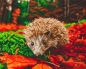 Preview: Craft Buddy CAK-A106L Framed Crystal Art Holzrahmen Hedgehog