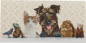 Preview: Craft Buddy CCK-11x22C6 Crystal Art Card Animal Family