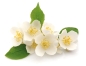 Preview: Seifenduft-Öl 10 ml Jasmin