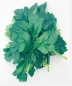 Preview: Craft Buddy Flowerz Blatt pro Stück