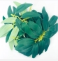 Preview: Craft Buddy Flowerz Blatt pro Stück