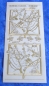 Preview: MD Sticker transparent Flower Fairies Winter Jasmine gold