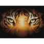 Preview: Artibalta AZ-1827 Diamond Painting Kit Tiger Look