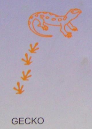 Preview: Doppelseitiger Stempel Gecko