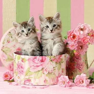 Ambiente Lunch Serviette 33 x 33 cm pro Stück Cats in Box