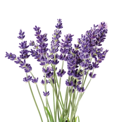 Seifenduft-Öl 10 ml Lavendel