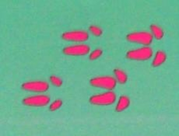 Preview: Doppelseitiger Stempel Pig