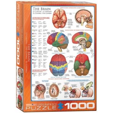 Eurographics Puzzle mit 1000 Teilen The Brain Das Gehin