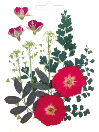 Reddy Cards Gepresste echte Trockenblüten und Blätter, rote Blüten