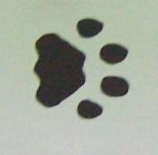 Doppelseitiger Stempel Tiger