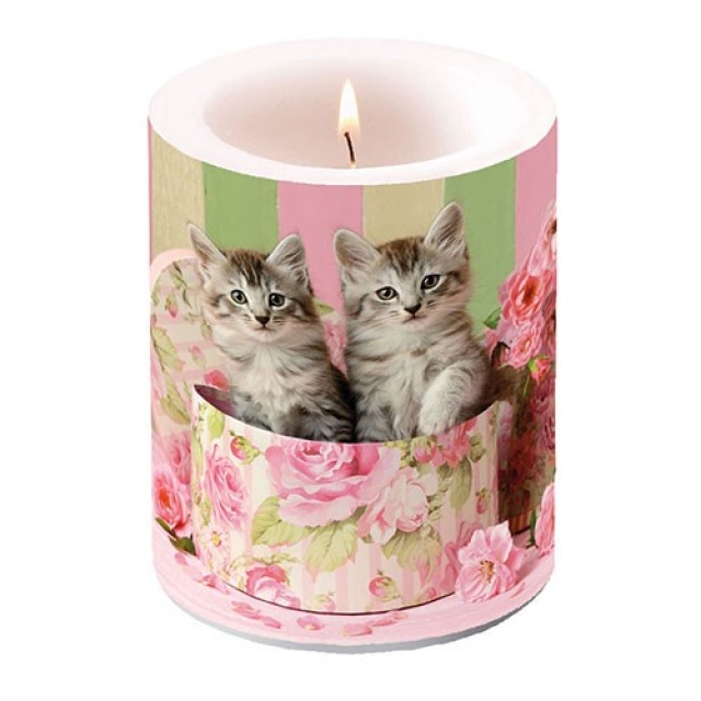 Ambiente 12 x 10 cm Kerze Cats in Box