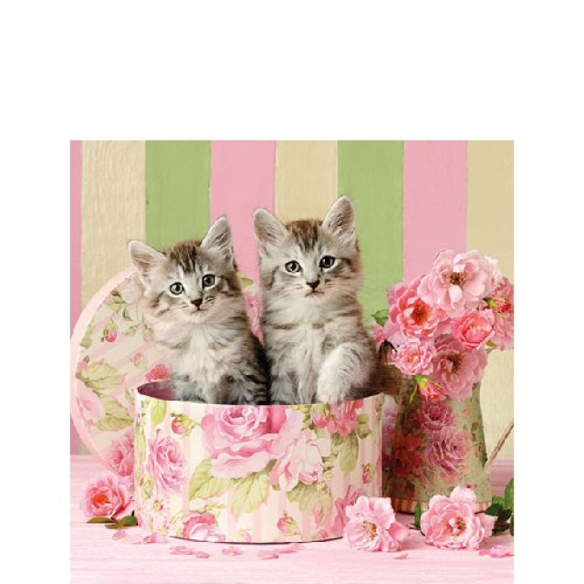 Ambiente Cocktail Serviette 25 x 25 cm pro Stück Cats in Box