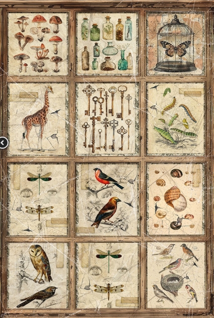 Ciao Bella Paper Rice Paper Reispapier A4 Mixed Cabinet of Curiosities