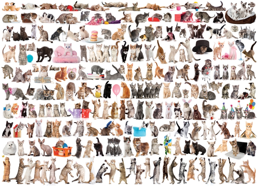 Eurographics Puzzle mit 1000 Teilen Katzenwelt