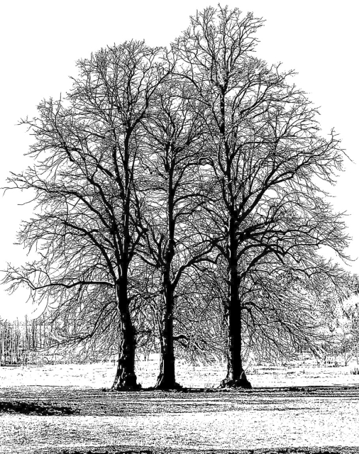 Crafty Individuals Unmounted Rubber Stamps Tree Trio