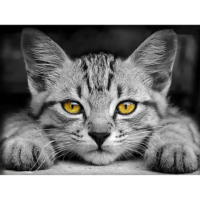 Artibalta AZ-1807 - Diamond Painting Yellow Eyed Kitten