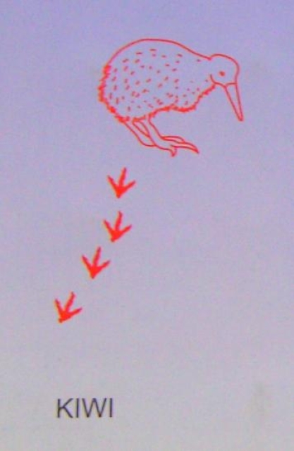 Doppelseitiger Stempel Kiwi