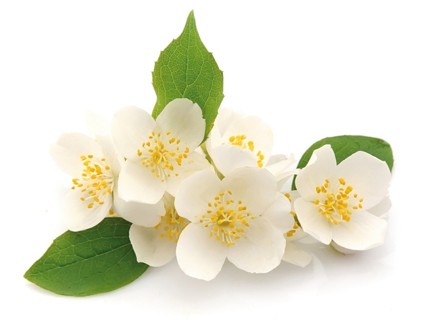 Seifenduft-Öl 10 ml Jasmin