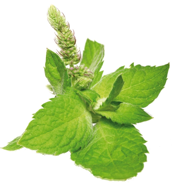 Seifenduft-Öl 10 ml Pfefferminze
