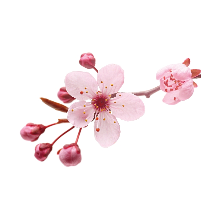 Seifenduft-Öl 10 ml Kirschblüte