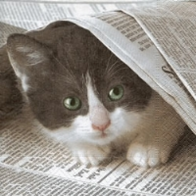 Serviette Katze pro Stück