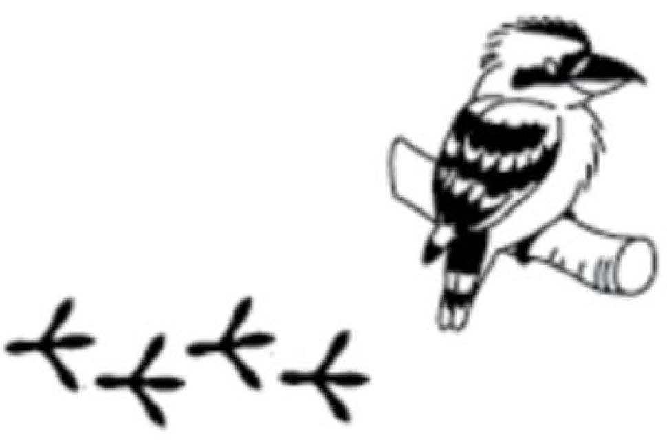Doppelseitiger Stempel Kookaburra / Lachender Hans