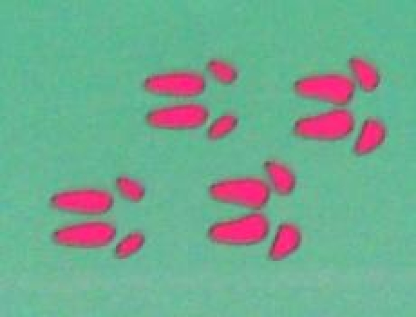 Doppelseitiger Stempel Pig