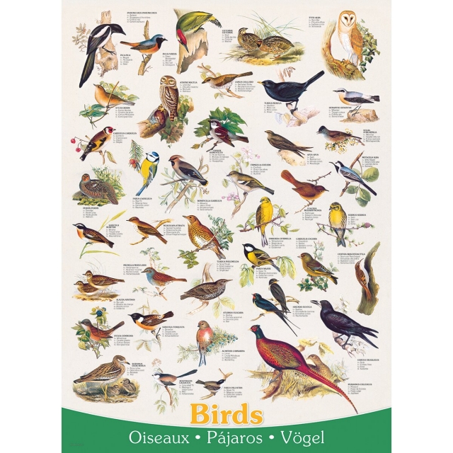 Eurographics Puzzle mit 1000 Teilen Birds Vögel
