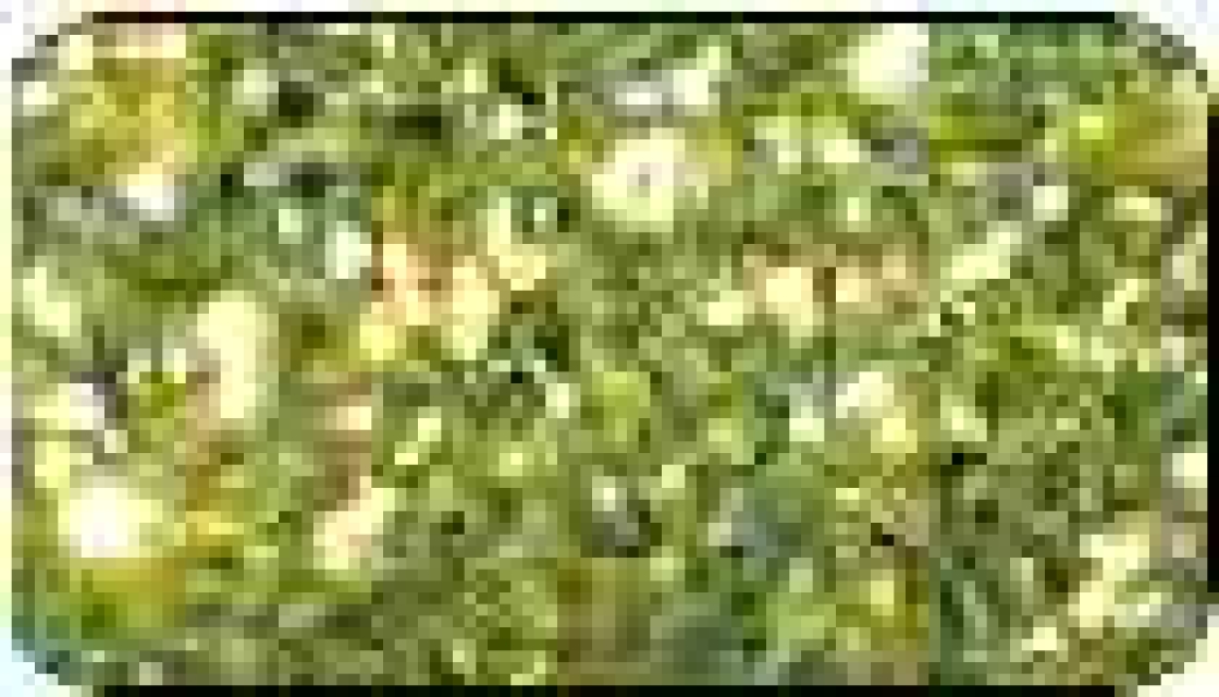 VIVA Decor Glitter ca. 6 Gramm grün