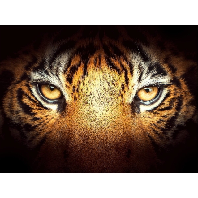 Artibalta AZ-1827 Diamond Painting Kit Tiger Look