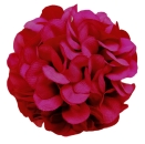 Flowerz Cute Camelias / Kamelien Burgundy