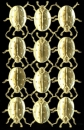 Dresdner Ornamente pro Bogen Marienkäfer